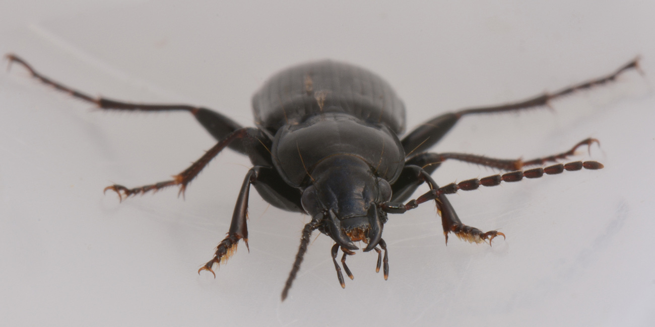 Carabidae: Pterostichus cfr. nigrita